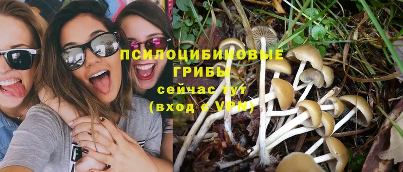 mega tor  Красногорск  Псилоцибиновые грибы Psilocybe 